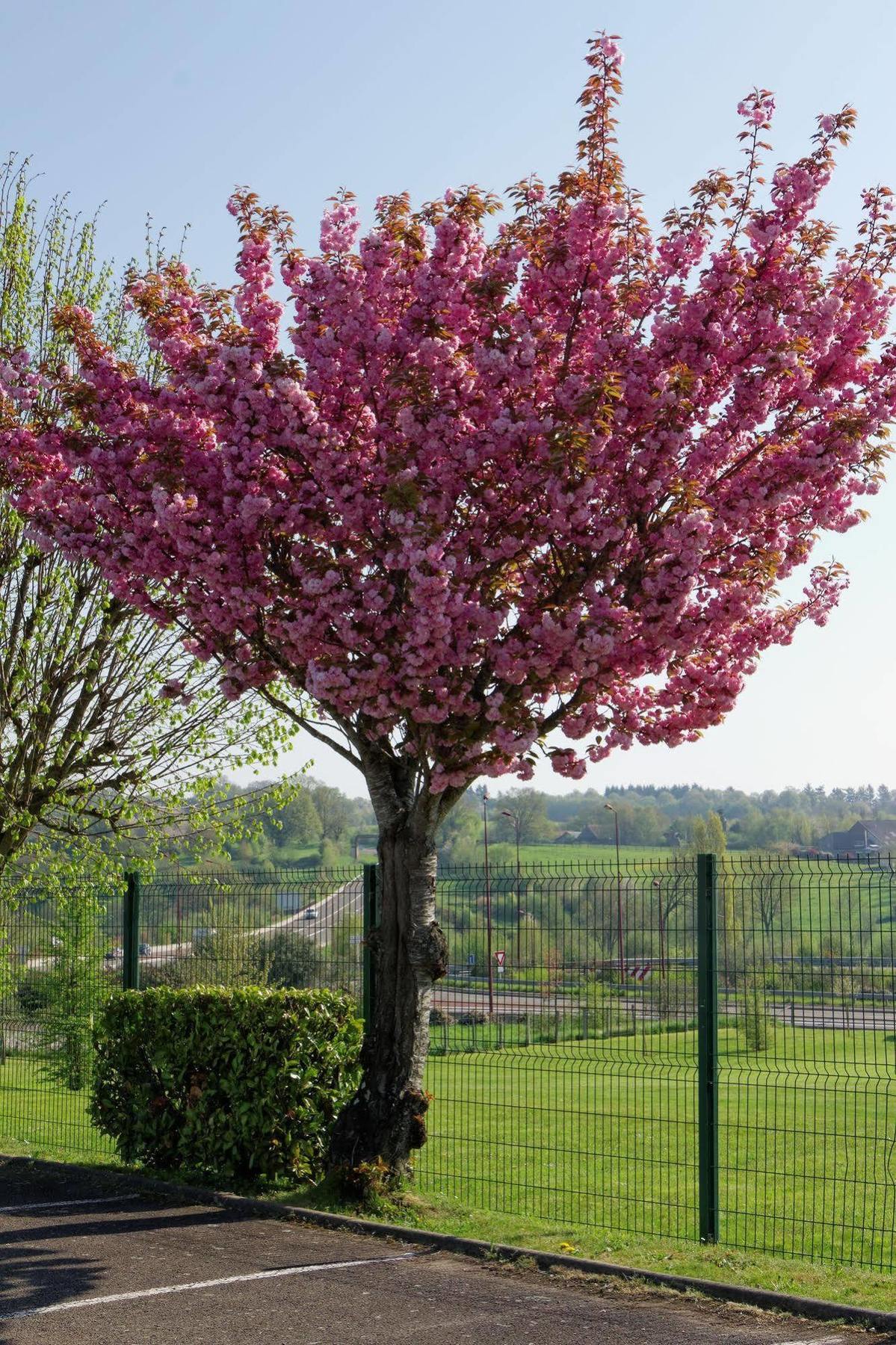 Fasthotel Le Mans Nord Fh Confort Saint-Saturnin  Exteriör bild